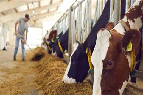 Exploring the Benefits of Animal Husbandry for Modern Farmers