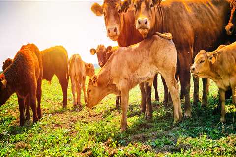 The Role of Animal Breeding in Advancing Livestock Quality in Animal Husbandry