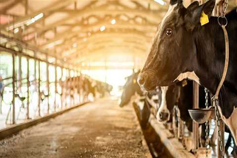 Understanding the Nutritional Needs of Dairy Cows in Modern Dairy Farming