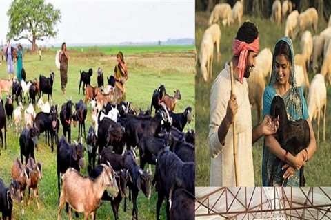 The Impact of Cultural Beliefs and Traditions on Animal Husbandry Practices