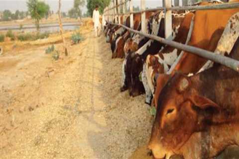 Understanding the Challenges Faced by Animal Husbandry Farmers