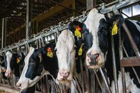 How Dairy Farms Enrich Their Local Communities