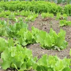 Key Considerations for Effective Farm Management in Organic Farming