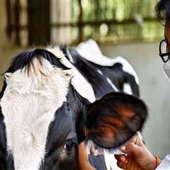 Understanding and Managing Common Behavioral Issues in Livestock for Better Health