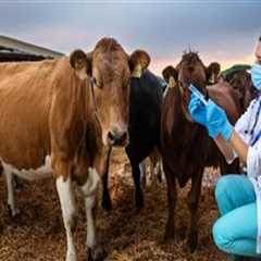 Essential Insights on Livestock Health Check-Ups: Frequency and Importance