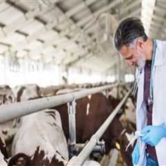 Essential Strategies for Preventing and Treating Common Eye Problems in Livestock