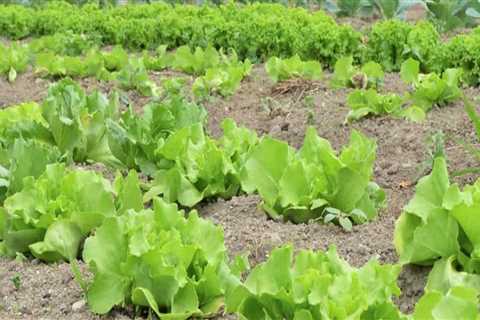 Key Considerations for Effective Farm Management in Organic Farming
