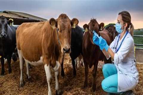 Essential Insights on Livestock Health Check-Ups: Frequency and Importance